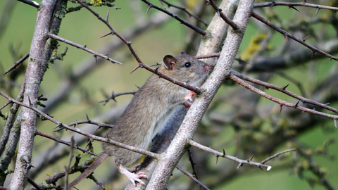 Rat habitat deals